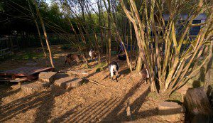 willowbrook farm oxford goat