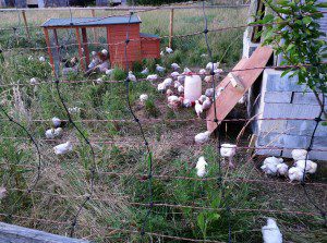 willowbrook farm oxford chicks
