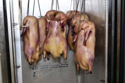 Bonda by Duck & Noodle Malaysian Halal London Paddington restaurant