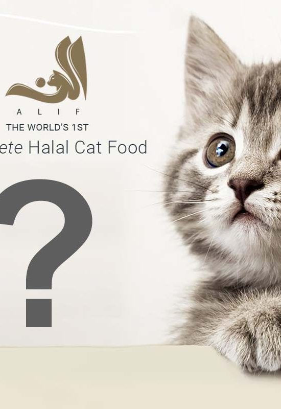 New brand Alif 'world's 1st Halal cat food' accused of grifting Feed