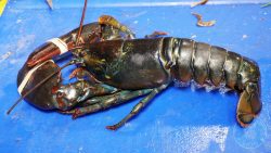 Bronek's International Fish Cuisine - Halal restaurant Northfields, London