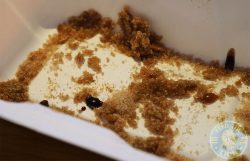 Bird Halal Chicken restaurant Camden, London Eat Out To Help Out