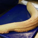 Every Fish Bar (Fish & Chips, Nigerian) - Harrow, London