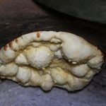 tandoori Haweli West Ealing Indian curry Halal restaurant