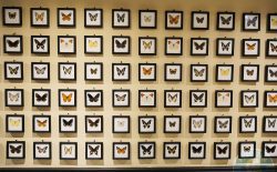 Haweli West Ealing Indian curry Halal restaurant