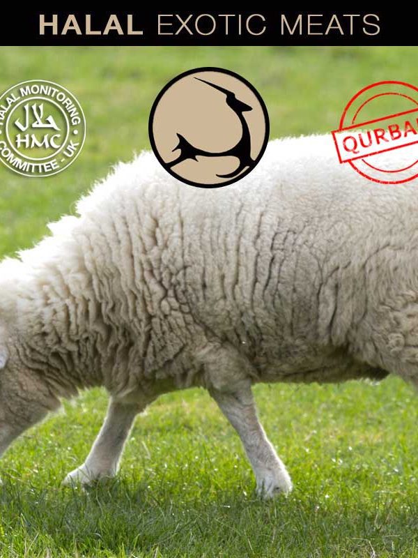 Order free range organic Qurbani hogg lambs at Halal Exotic Meats