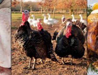 Halal Turkeys Organic Free-Range Christmas London