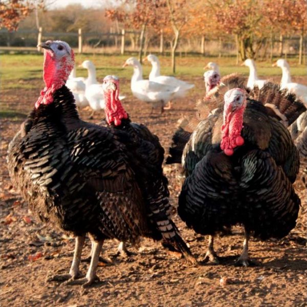 Halal Turkeys Organic Free-Range Christmas London