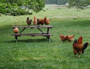 organic-halal-meat non-stun