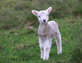 Qurbani Lamb Eid Halal