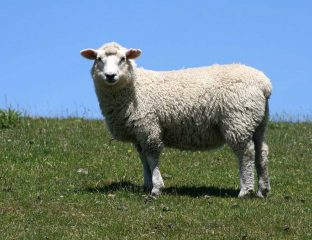Qurbani Lamb Hogget Sheep
