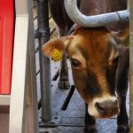 Tagg lane dairy Ice Cream Gelateria cafe Peak District Award Winning raw milk farm