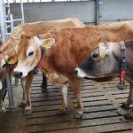 Tagg lane dairy Ice Cream Gelateria cafe Peak District Award Winning raw milk farm