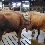 Tagg lane dairy Ice Cream Gelateria cafe Peak District Award Winning raw milk farm